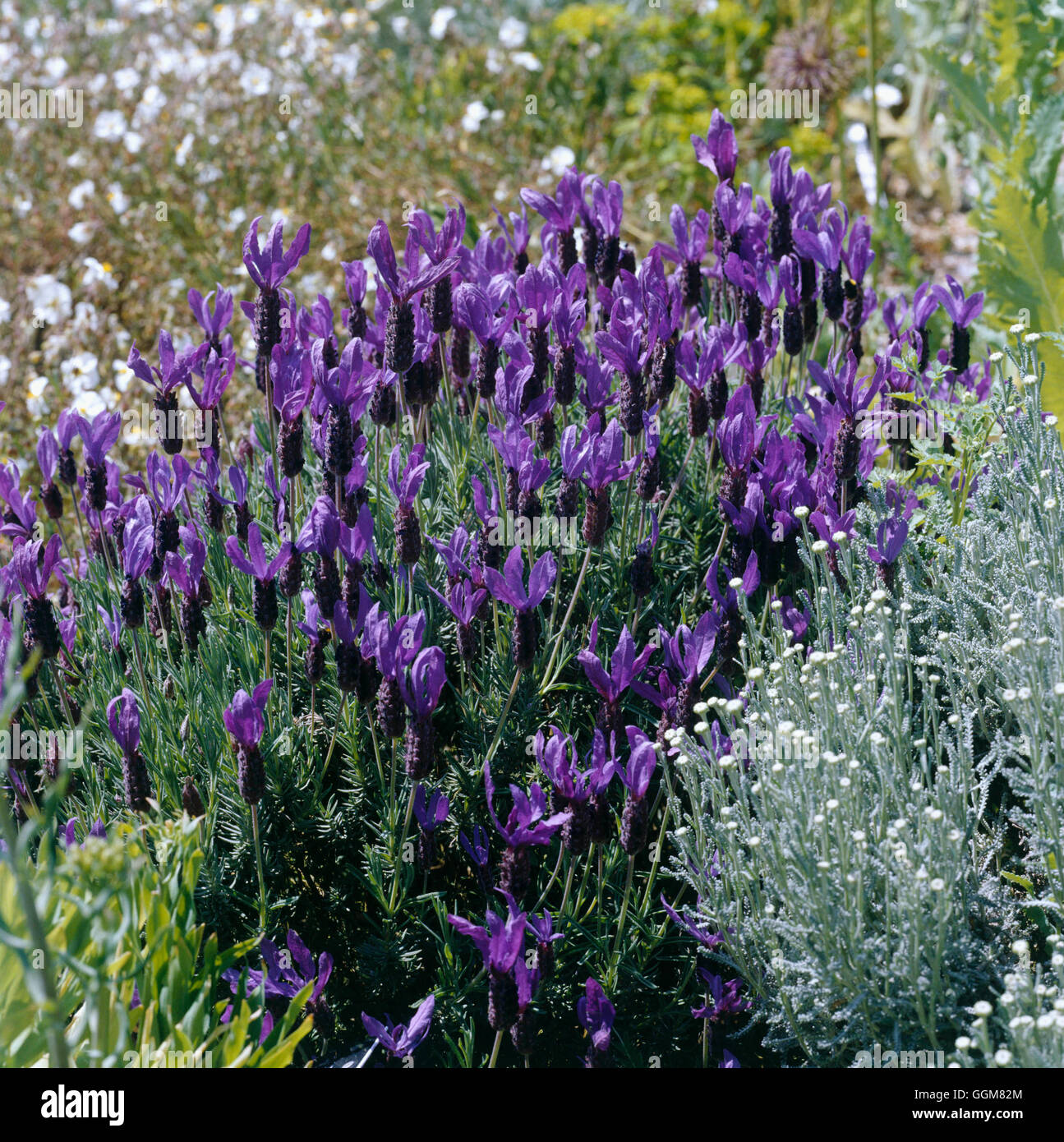 Lavandula stoechas - subsp. pedunculata `James Compton'   TRS069888 Stock Photo